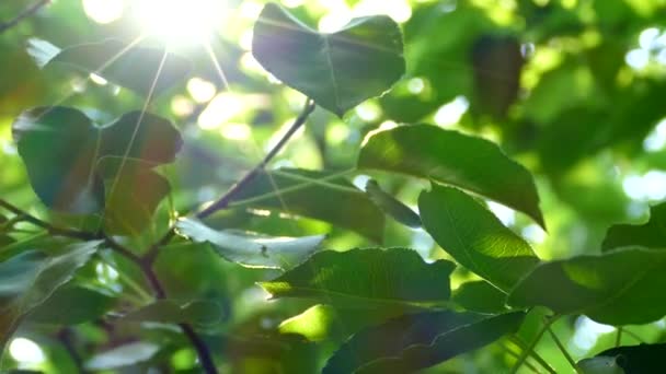 Razele Soarelui Strălucesc Prin Frunzele Verzi Ramurile Copacului — Videoclip de stoc