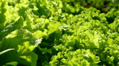 Marul sebze bahçesinde sıra sıra gider. Sebze ve sebzeler bir çiftçinin tarlasında yetişir..