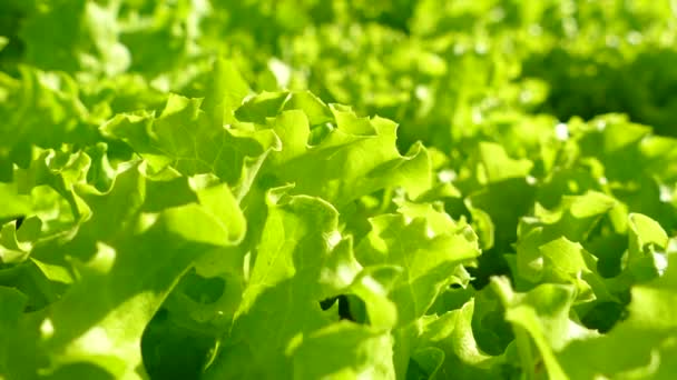 Hojas Lechuga Hileras Huerto Verduras Verduras Crecen Campo Agricultor — Vídeos de Stock