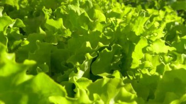 Marul sebze bahçesinde sıra sıra gider. Sebze ve sebzeler bir çiftçinin tarlasında yetişir..