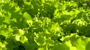 Marul sebze bahçesinde sıra sıra gider. Sebze ve sebzeler bir çiftçinin tarlasında yetişir..