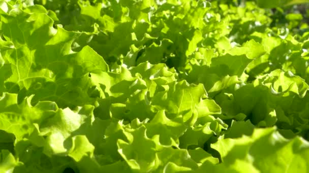 Alface Sai Fileiras Horta Vegetais Verduras Crescem Campo Agricultor — Vídeo de Stock