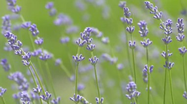 Beautiful lavender bush. Stems with purple flowers. The wind sways lavender on a background of green meadow.
