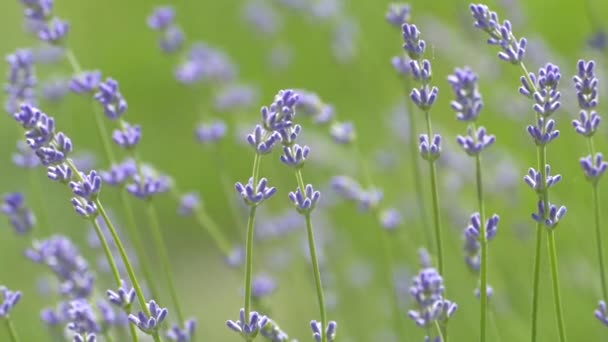 Beautiful Lavender Bush Stems Purple Flowers Wind Sways Lavender Background — Stockvideo