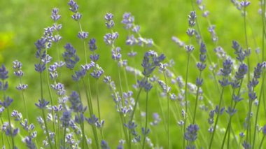 Beautiful lavender bush. Stems with purple flowers. The wind sways lavender on a background of green meadow.