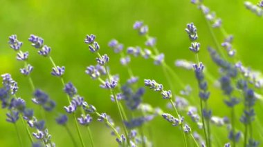 Beautiful lavender bush. Stems with purple flowers. The wind sways lavender on a background of green meadow.
