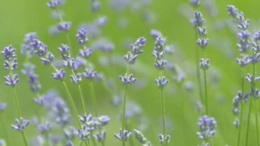 Beautiful lavender bush. Stems with purple flowers. The wind sways lavender on a background of green meadow.