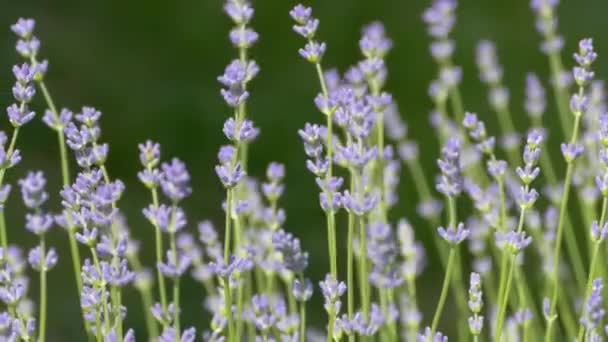 Beautiful Lavender Bush Stems Purple Flowers Wind Sways Lavender Background – stockvideo