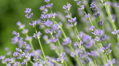 Beautiful lavender bush. Stems with purple flowers. The wind sways lavender on a background of green meadow.