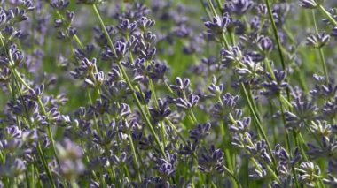Beautiful lavender bush. Stems with purple flowers. The wind sways lavender on a background of green meadow.