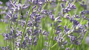 Beautiful lavender bush. Stems with purple flowers. The wind sways lavender on a background of green meadow.
