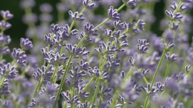 Beautiful lavender bush. Stems with purple flowers. The wind sways lavender on a background of green meadow.