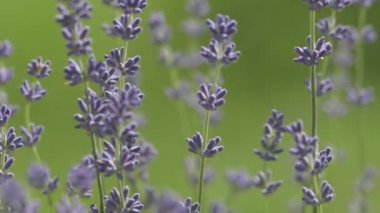 Beautiful lavender bush. Stems with purple flowers. The wind sways lavender on a background of green meadow
