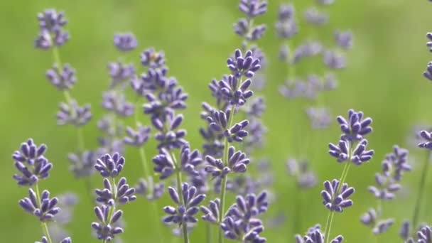 Beautiful Lavender Bush Stems Purple Flowers Wind Sways Lavender Background — Videoclip de stoc