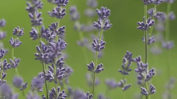 Beautiful Lavender Bush Stems Purple Flowers Wind Sways Lavender Background — Wideo stockowe