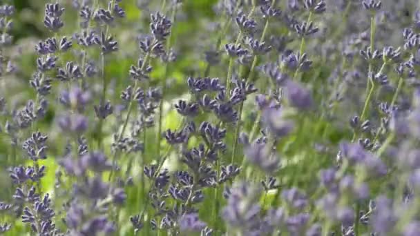 Beautiful Lavender Bush Stems Purple Flowers Wind Sways Lavender Background — Stock Video