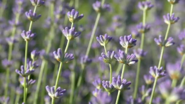 Beautiful Lavender Bush Stems Purple Flowers Wind Sways Lavender Background — Wideo stockowe