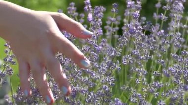 The girl is stroking a lavender bush with a flower. With the palm of your hand, gently touch the lilac lavender on the background of a green meadow