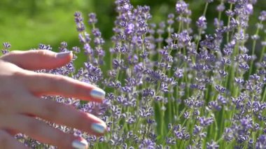 The girl is stroking a lavender bush with a flower. With the palm of your hand, gently touch the lilac lavender on the background of a green meadow