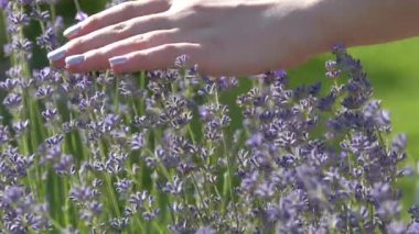 The girl is stroking a lavender bush with a flower. With the palm of your hand, gently touch the lilac lavender on the background of a green meadow