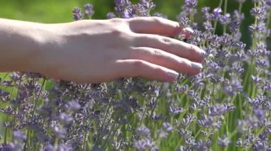 The girl is stroking a lavender bush with a flower. With the palm of your hand, gently touch the lilac lavender on the background of a green meadow