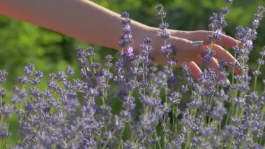 The girl is stroking a lavender bush with a flower. With the palm of your hand, gently touch the lilac lavender on the background of a green meadow