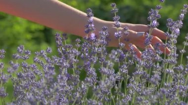 The girl is stroking a lavender bush with a flower. With the palm of your hand, gently touch the lilac lavender on the background of a green meadow
