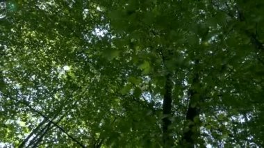 Green forest in summer. Green leaves on tree branches. Ecologically clean zone. A walk in the forest park