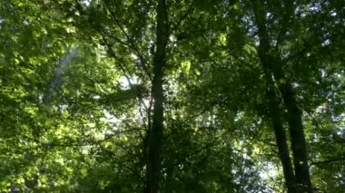 Green forest in summer. Green leaves on tree branches. Ecologically clean zone. A walk in the forest park