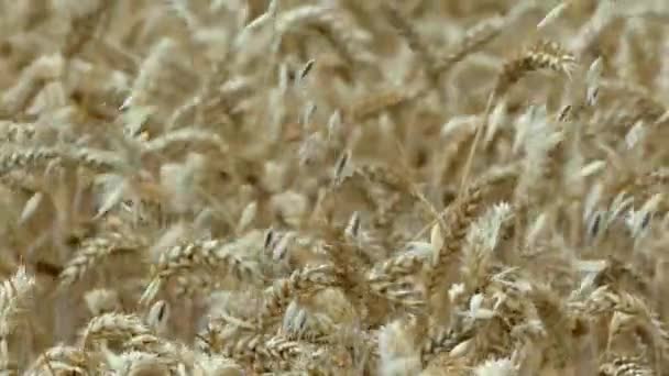 Field Barley Wheat Wind Shakes Ears Wheat Agricultural Industry Farming — Video Stock