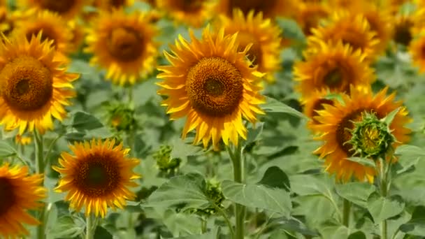 Beautiful Sunflower Flower Background Yellow Field Production Sunflower Oil Agricultural — Video