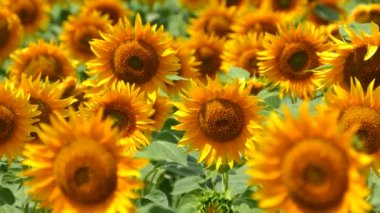 Beautiful sunflower flower on the background of a yellow field. Production of sunflower oil. Agricultural industry and farms