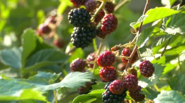 Çalının dalında olgun böğürtlenler. Doğadan gelen vitaminler. Vejetaryen yemeği..