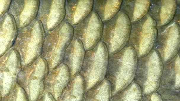 Ζυγαριά Των Ψαριών Κοντεύει Ερπετοειδής Ζυγαριά Υφή Από Φύση — Αρχείο Βίντεο