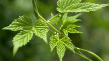 Zıpzıp ve üzüm yaprakları. Doğanın yeşil arka planında kıvrılan bir bitki..