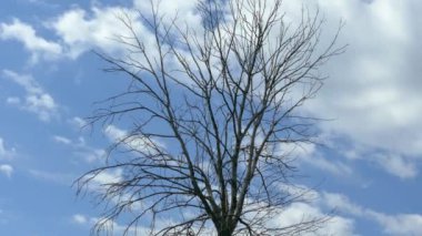 Beyaz bulutlu mavi gökyüzünün arka planında kurumuş bir ağaç. Yapraksız kuru dallar. Kuraklık ve ekolojik değişim. Çevre felaketi