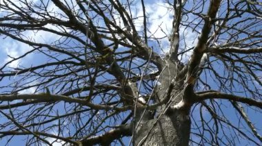 Beyaz bulutlu mavi gökyüzünün arka planında kurumuş bir ağaç. Yapraksız kuru dallar. Kuraklık ve ekolojik değişim. Çevre felaketi