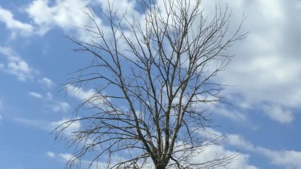 Засохшее Дерево Фоне Голубого Неба Белыми Облаками Сухие Ветви Листьев — стоковое видео
