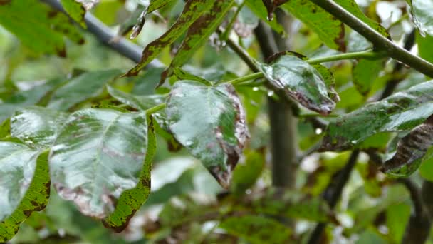 Raindrops Drip Yellowed Leaves Branches Tree Autumn Rainy Season — Stock Video