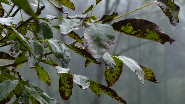 Regentropfen Tropfen Auf Die Vergilbten Blätter Den Ästen Des Baumes — Stockvideo