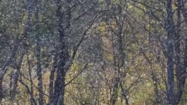 Havada bir sürü uçan böcek var. Böcek istilası, çekirge sürüsü. Koyu arkaplanda beyaz noktalar