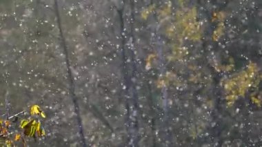 Havada bir sürü uçan böcek var. Böcek istilası, çekirge sürüsü. Koyu arkaplanda beyaz noktalar. 