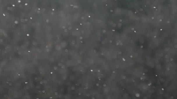Vzduchu Spousta Létajícího Hmyzu Invaze Hmyzu Hejno Kobylek Bílé Tečky — Stock video