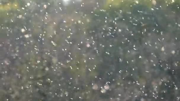 Hay Muchos Insectos Voladores Aire Invasión Insectos Bandada Langostas Puntos — Vídeo de stock