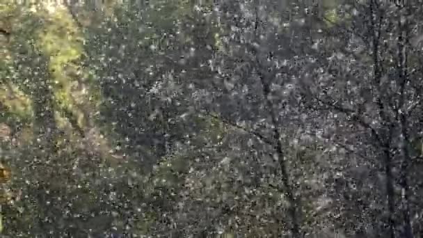 Hay Muchos Insectos Voladores Aire Invasión Insectos Bandada Langostas Puntos — Vídeo de stock