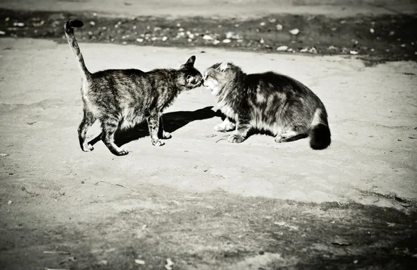 Amor de gatos — Fotografia de Stock