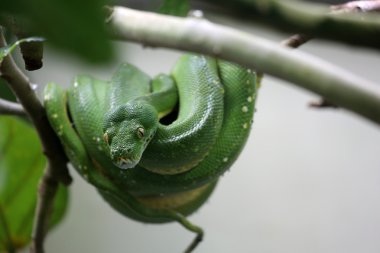 Yeşil ağaç python