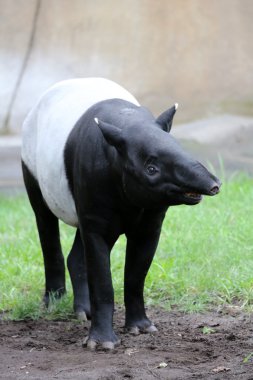 Malayan Tapir clipart