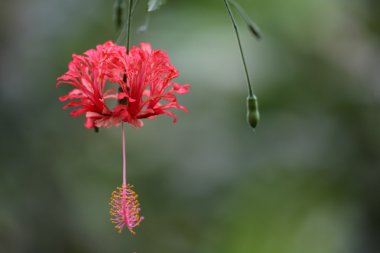 ebegümeci schizopetalus