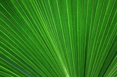 palmiye yaprağı arka plan